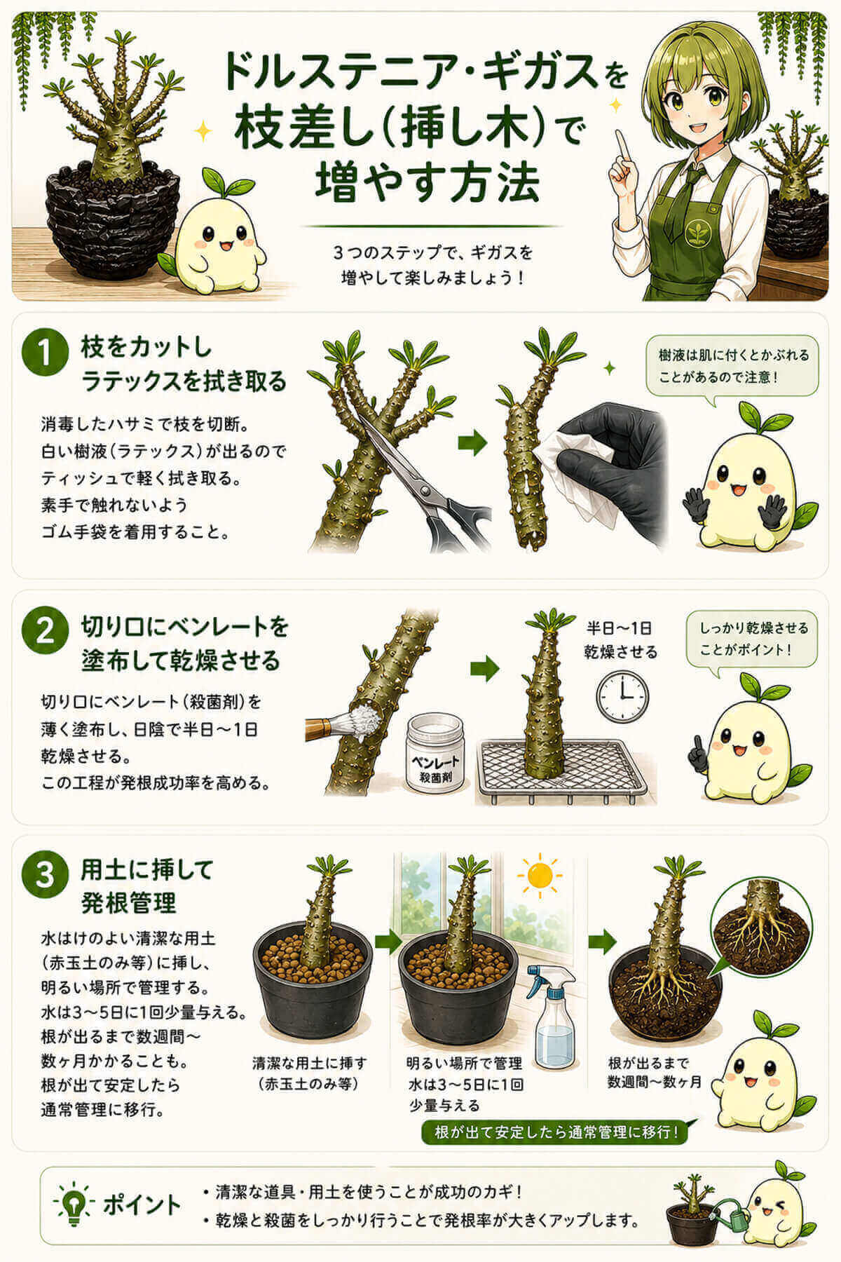 ドルステニア(ギガス・ブラータ)の育て方｜種類・水やり・冬越し徹底解説