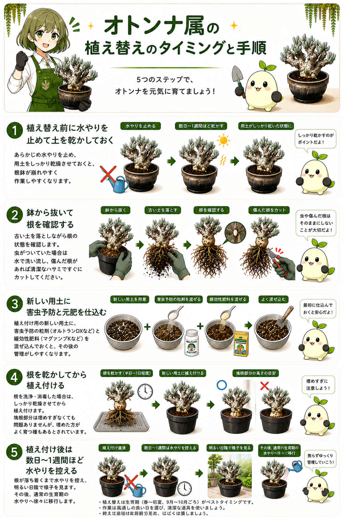 オトンナ属の植え替えのタイミングと手順 図解