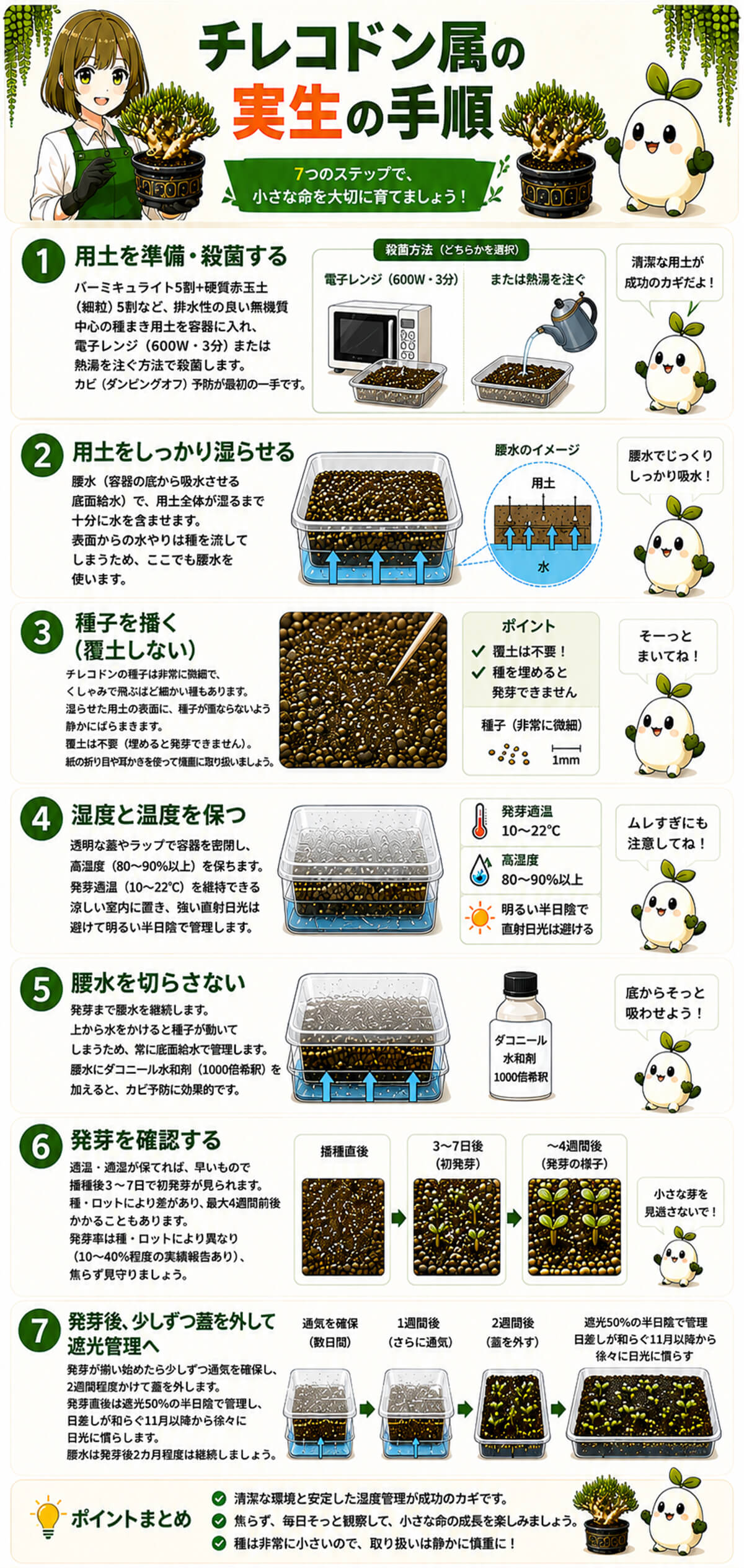 チレコドン属の実生の手順 図解