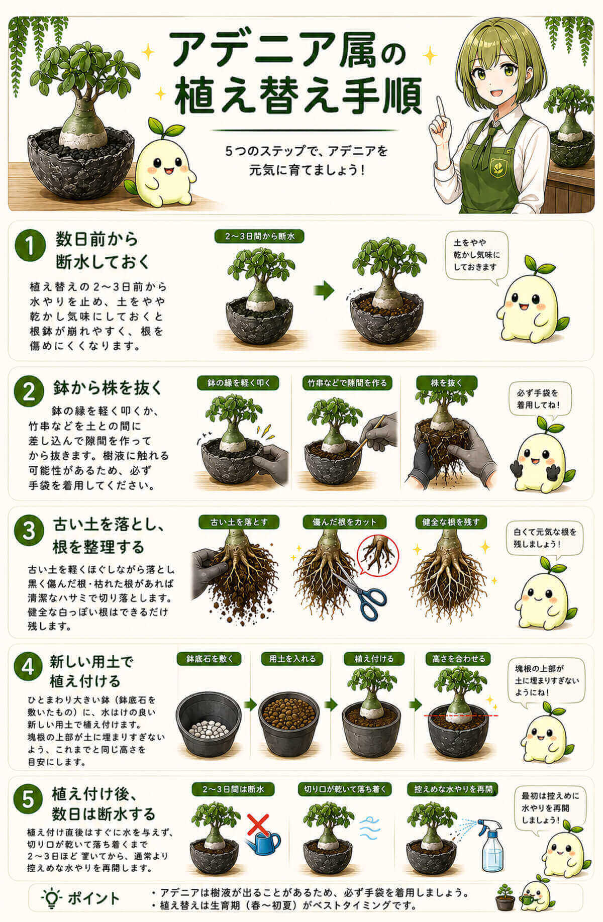 アデニア属の植え替え手順