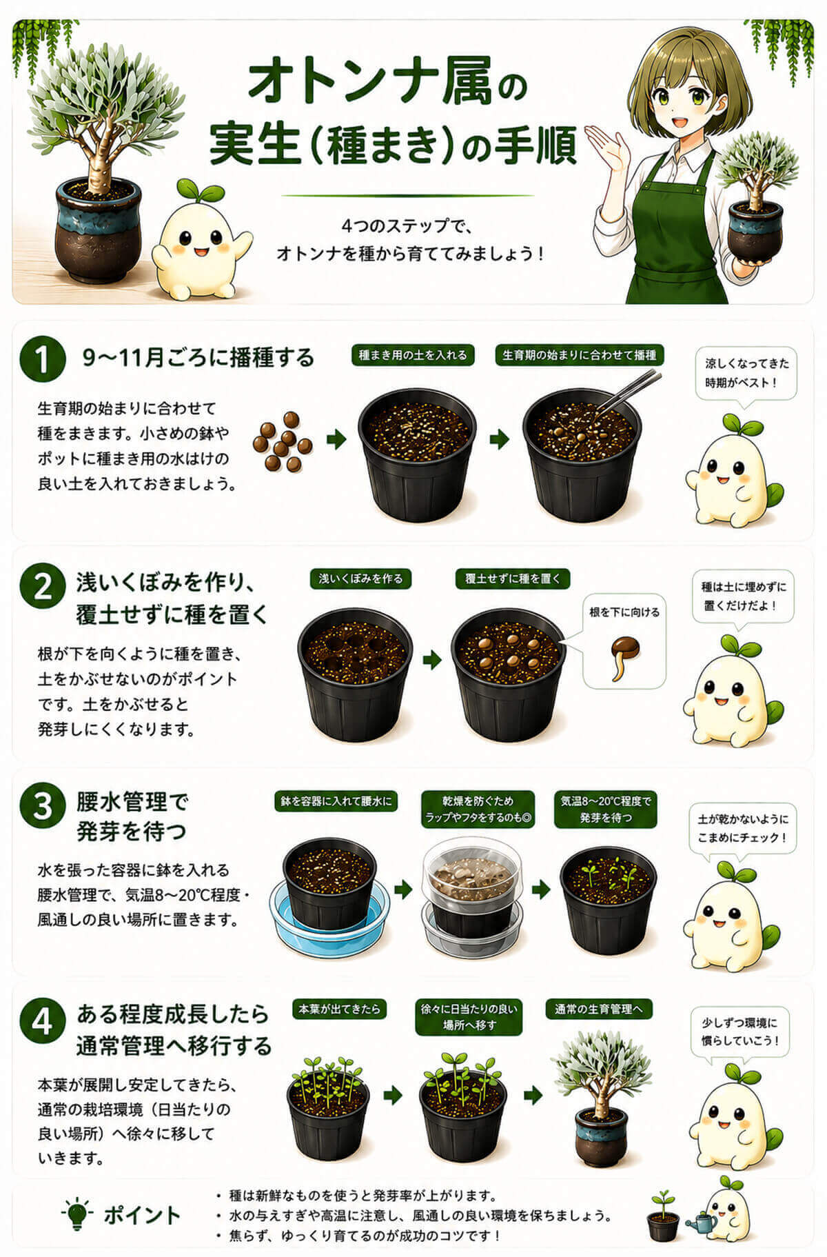 オトンナ属の実生（種まき）の手順