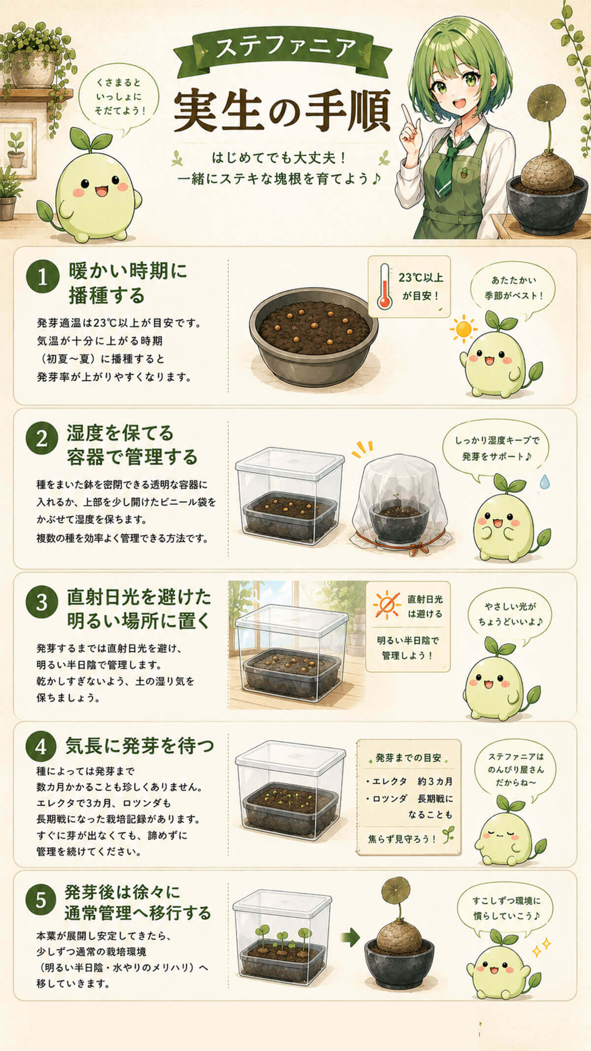 ステファニア実生の手順