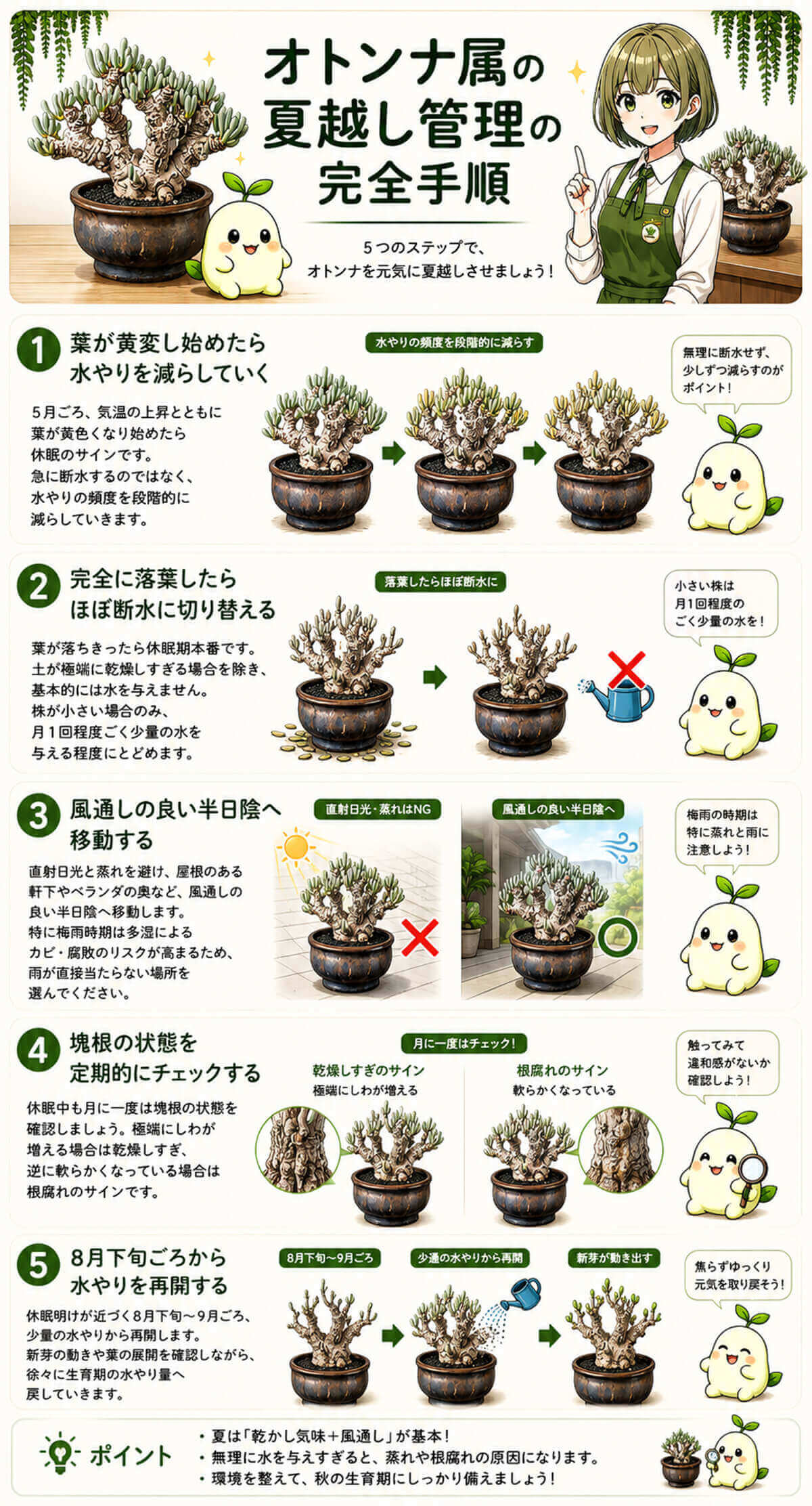 オトンナ属の夏越し管理の完全手順