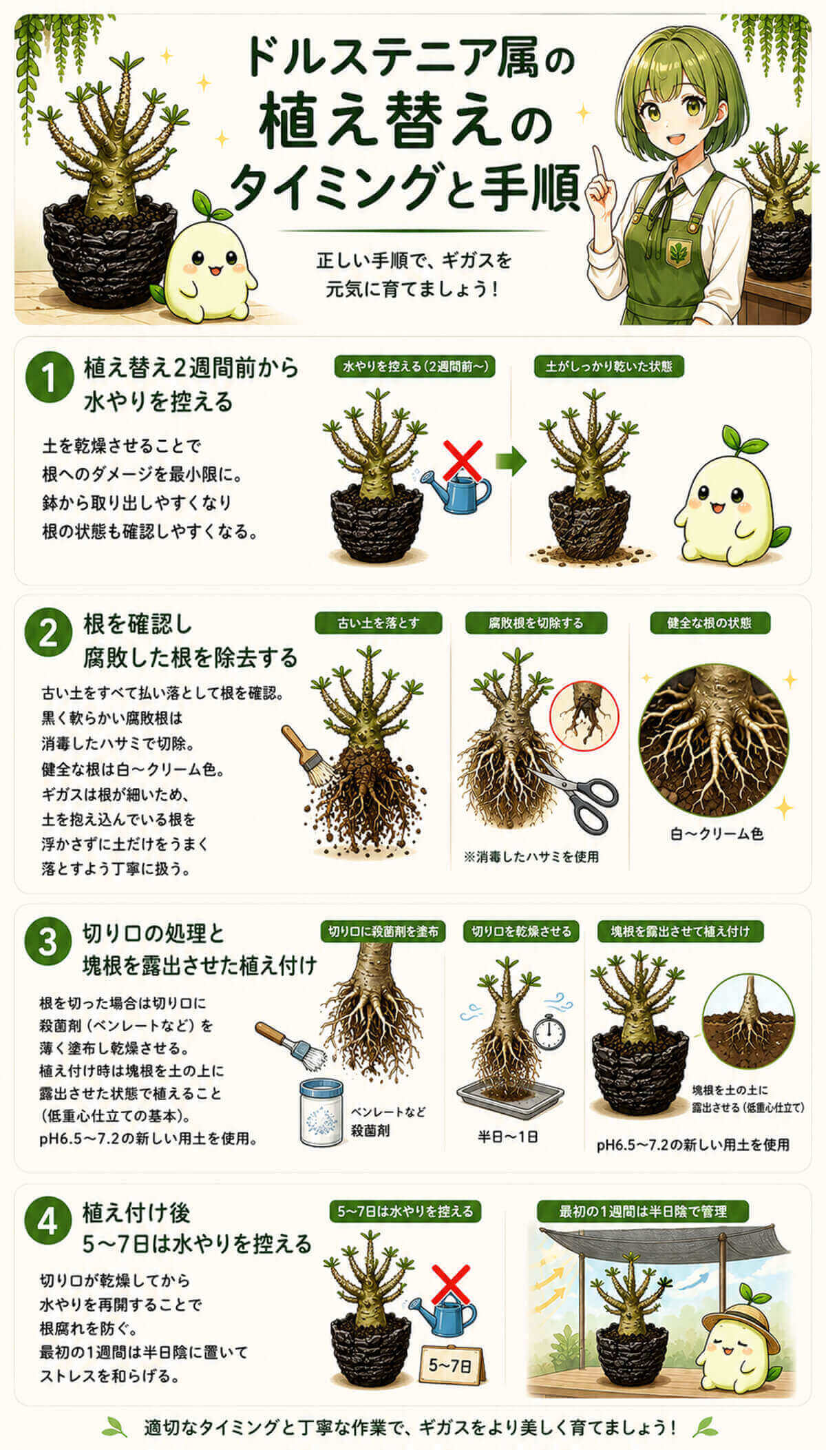 ドルステニア属の植え替えのタイミングと手順