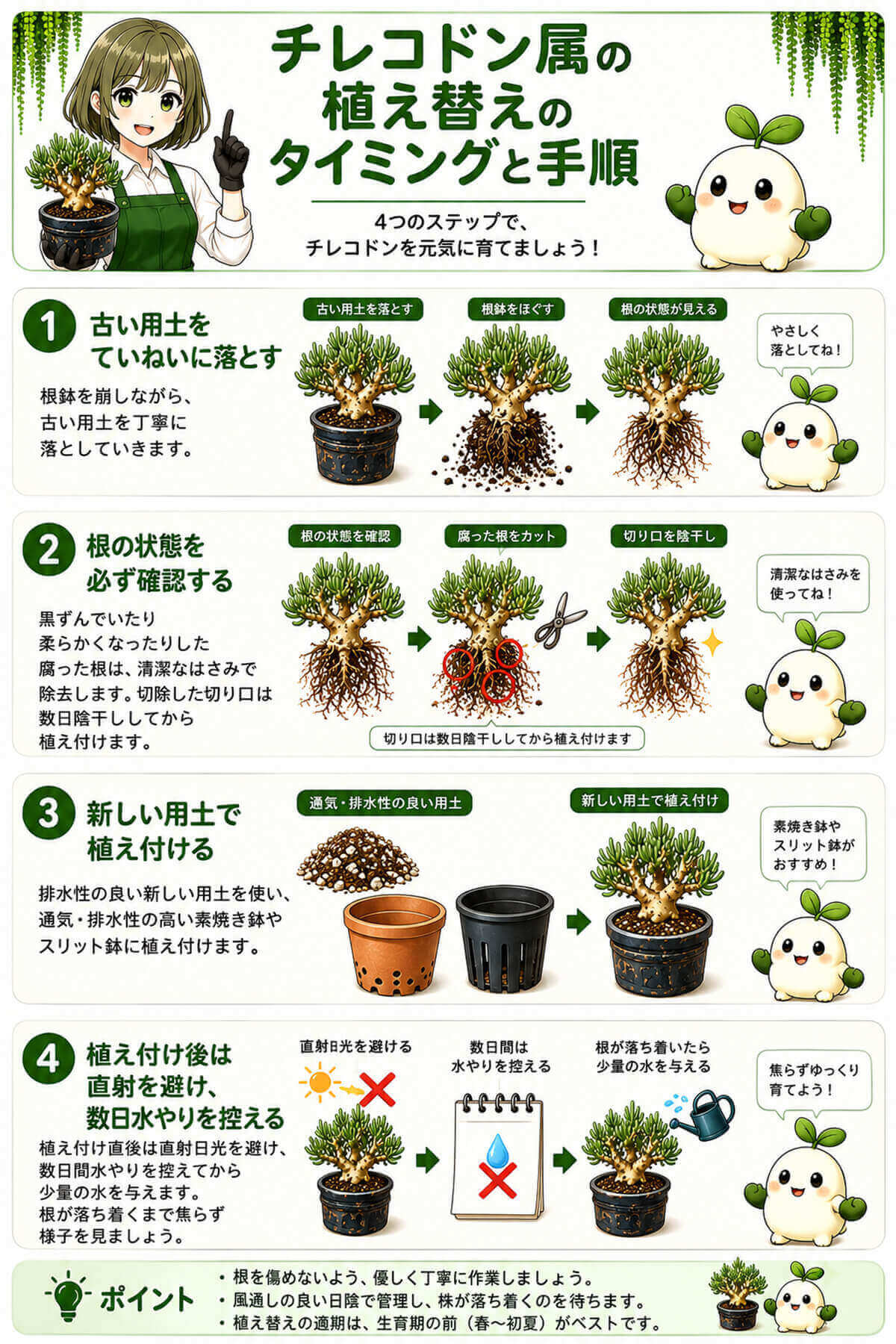 チレコドン属の植え替えのタイミングと手順