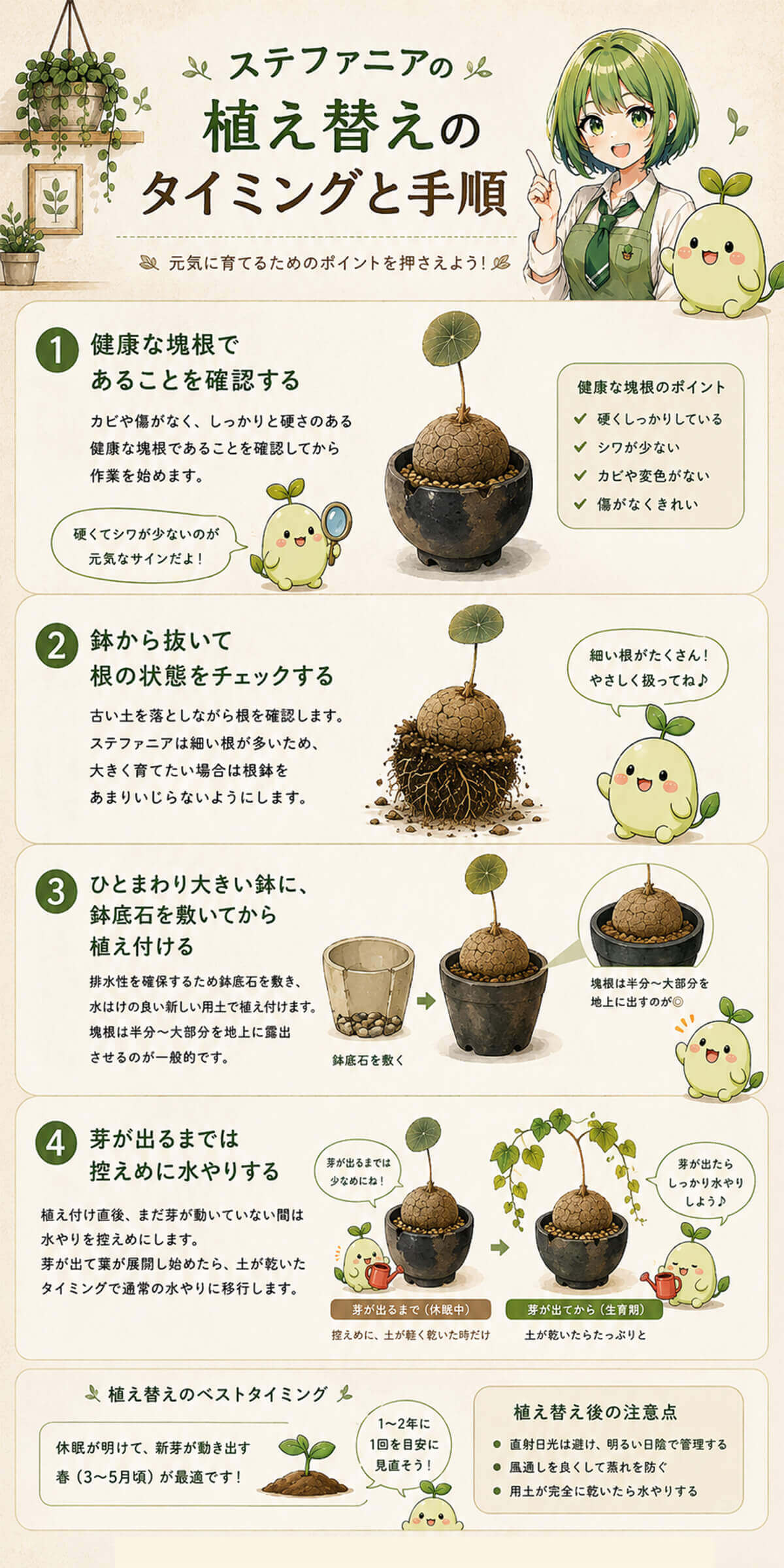 ステファニアの植え替えのタイミングと手順