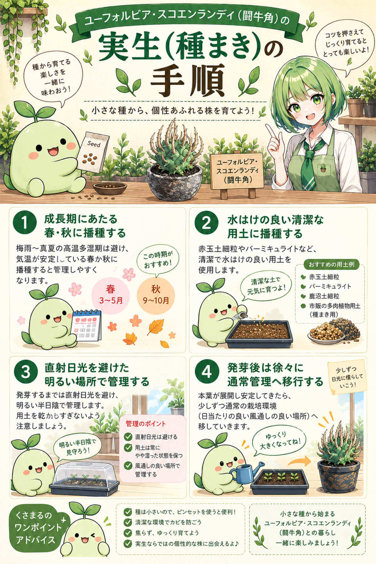 闘牛角(ユーフォルビア・スコエンランディ)の実生(種まき)の手順