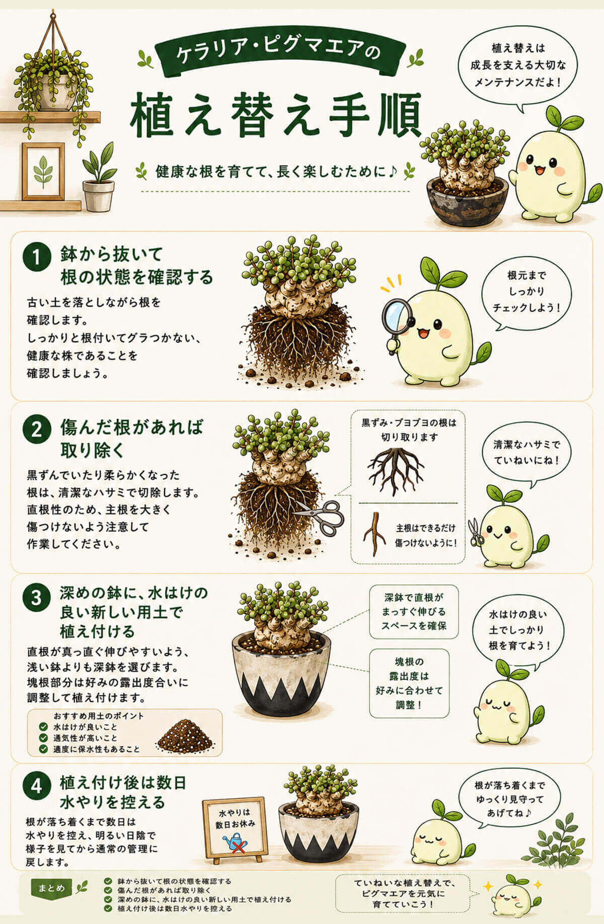 ケラリア・ピグマエアの植え替え手順 図解