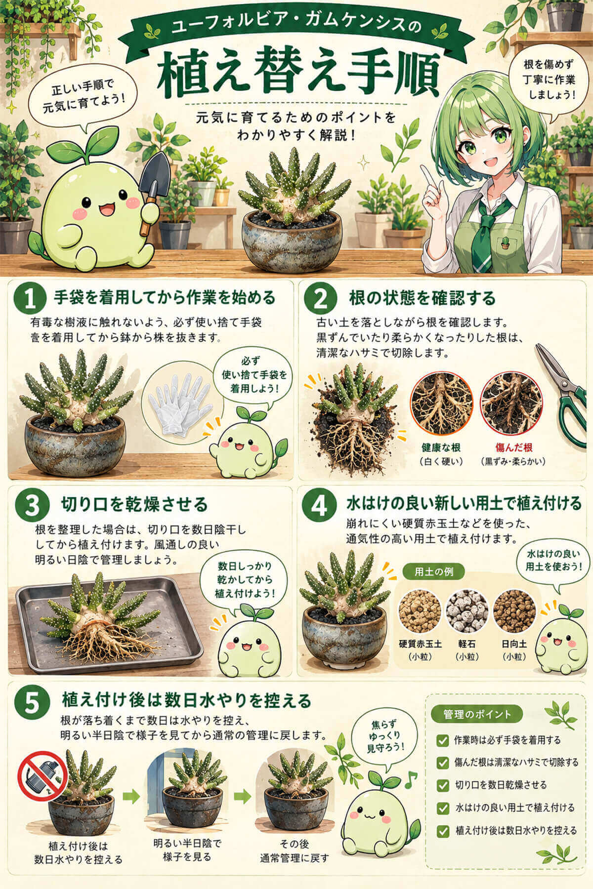 ガムケンシス完全ガイド｜育て方・見分け方・相場・冬越しまで解説