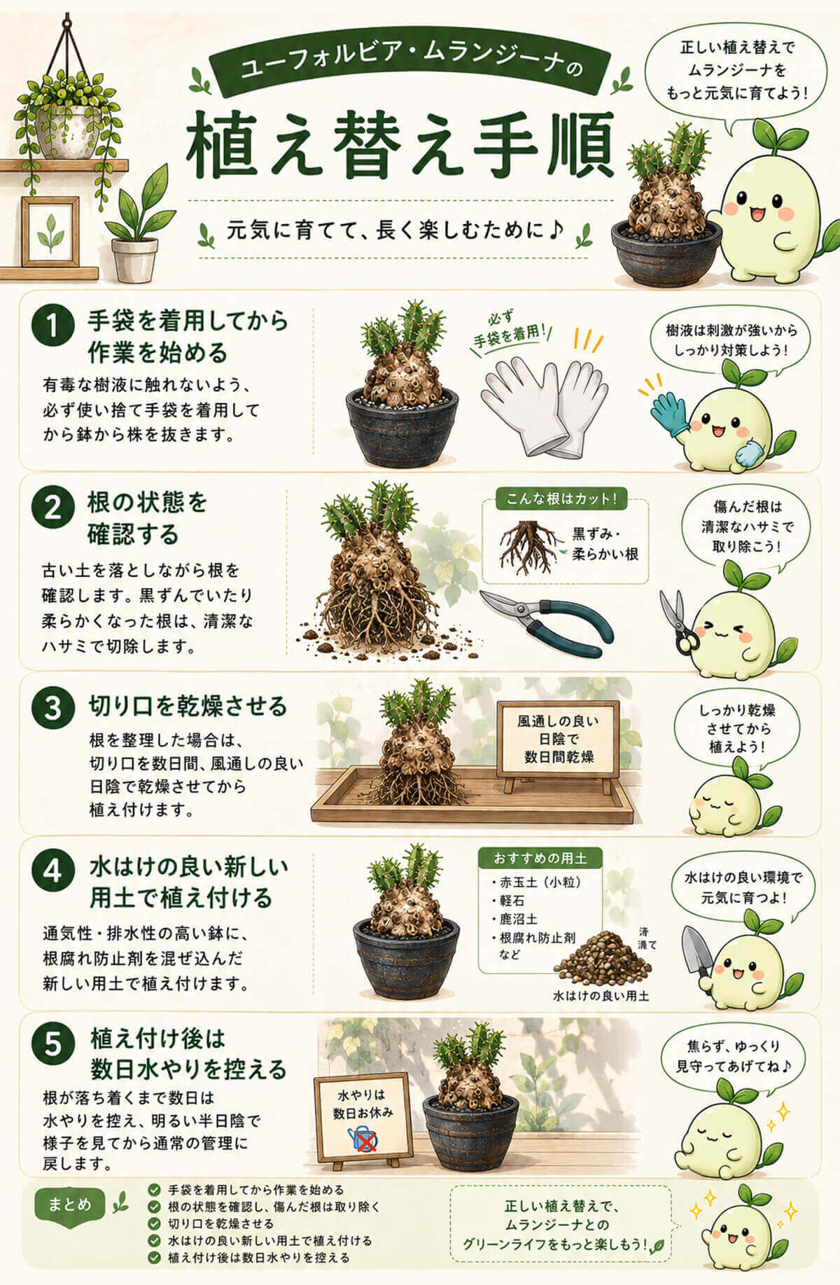ユーフォルビア・ムランジーナの植え替えのタイミングと手順