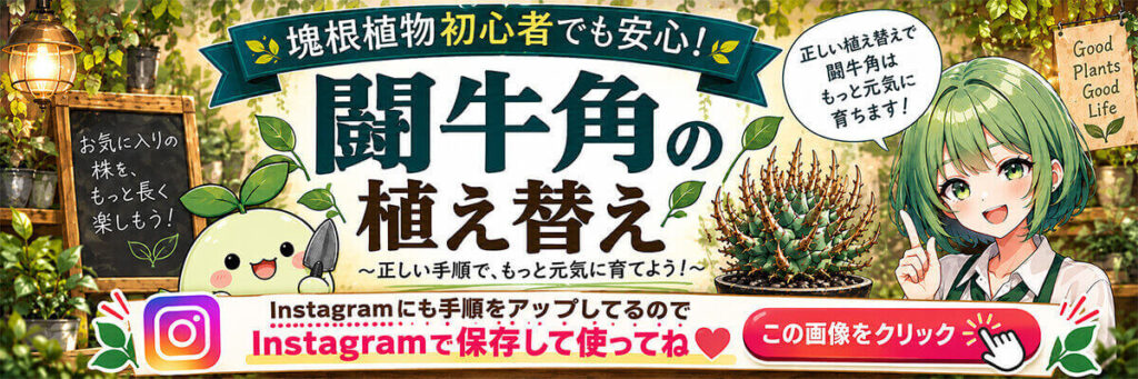 闘牛角(ユーフォルビア・スコエンランディ)植え替え手順 Instagram