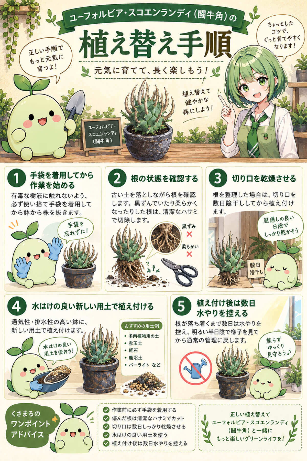 闘牛角(ユーフォルビア・スコエンランディ)の植え替え手順
