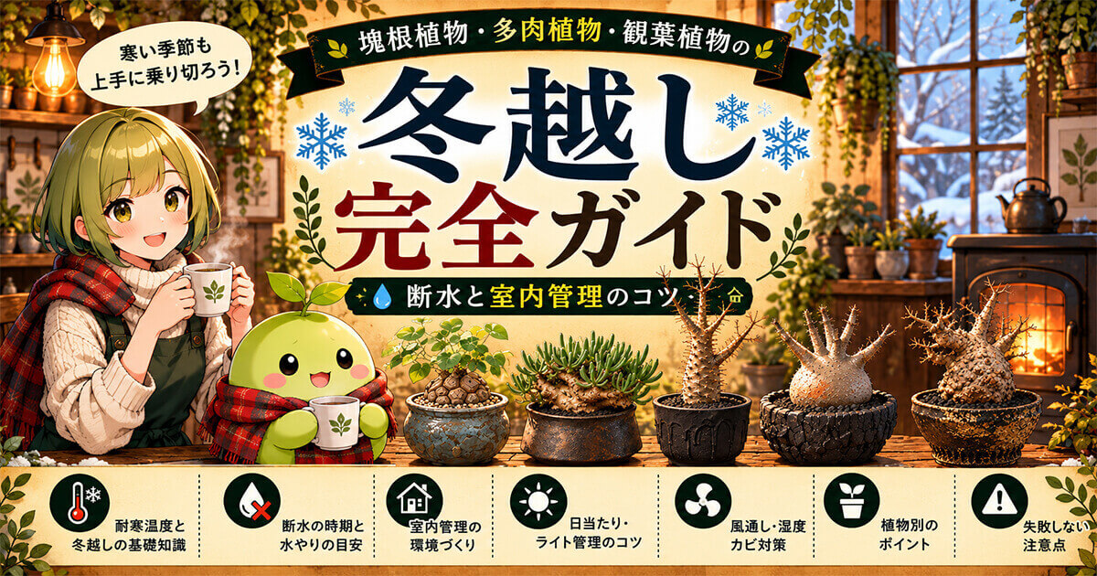 アデニアの育て方完全ガイド｜7種の見分け方・室内LED・価格相場まで解説